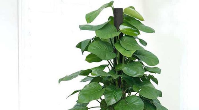 6 Unique and Surprising “Non-toxic but Toxic-looking” Houseplants: Unanticipated Risks Few Would Expect