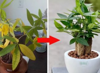 Don’t discard the yellowing tree, water it with this and it will thrive and attract wealth.