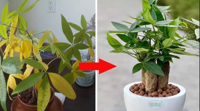 Don’t discard the yellowing tree, water it with this and it will thrive and attract wealth.