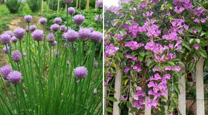 9 Snake-Repelling Plants You Should Grow in Your Garden