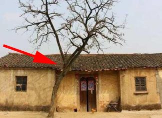 What are the 5 plants that bring bad luck according to the ancient ancestors?