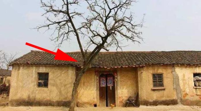 What are the 5 plants that bring bad luck according to the ancient ancestors?