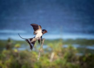 5 Lucky Animals Bring Blessings to Your Home: Fortune, Prosperity, and Success