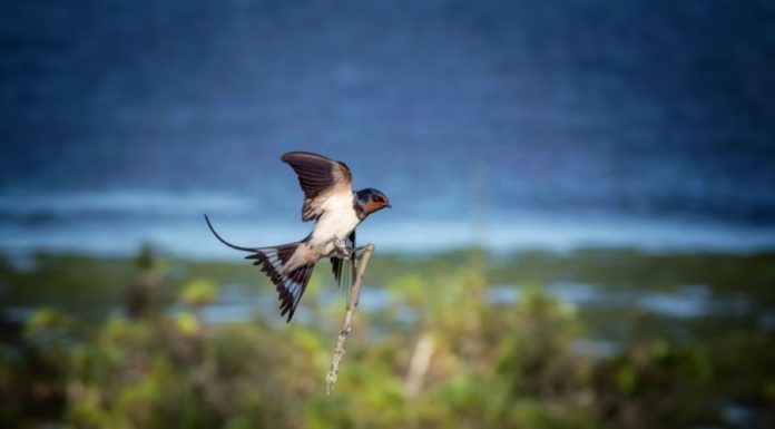5 Lucky Animals Bring Blessings to Your Home: Fortune, Prosperity, and Success
