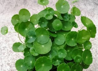 A Money-Generating Tree: Just Cut a Branch and Watch It Grow Green and Attract Money