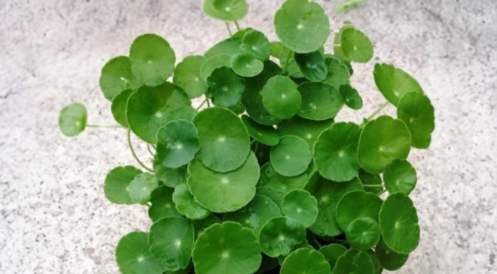 A Money-Generating Tree: Just Cut a Branch and Watch It Grow Green and Attract Money