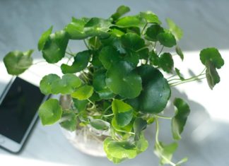 4 Lucky Feng Shui Plants for a Harmonious and Prosperous Home