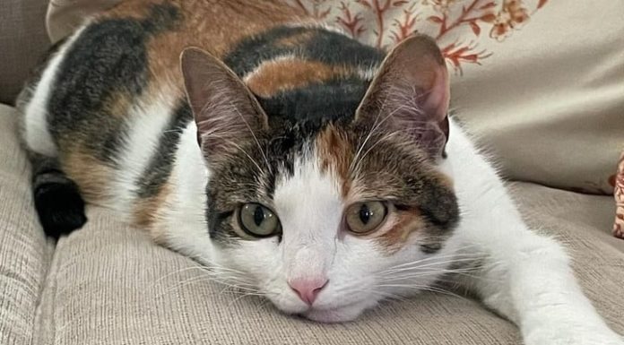 3 Zodiac Signs: Resourceful, Versatile, Turning Bad Luck into Good Luck