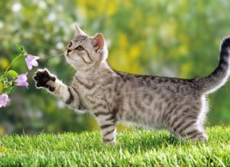 Before Tet 2024, 3 zodiac signs bring good luck and endless prosperity into your home