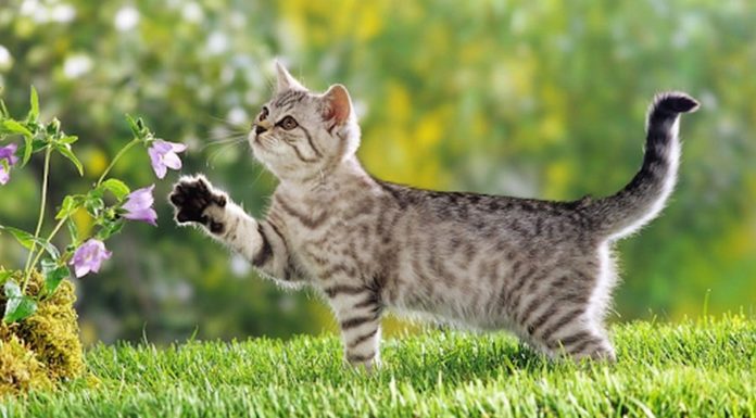 Before Tet 2024, 3 zodiac signs bring good luck and endless prosperity into your home