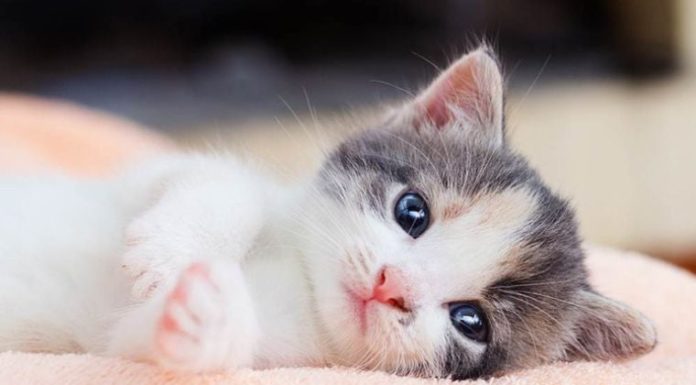 The Golden Child: A Fortune’s Knock on the Door.