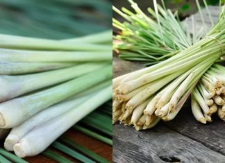 The Ultimate Fat-Blasting, Inflammation-Fighting Tree: Buy it for just 5 thousand dong!