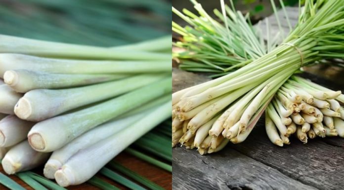 The Ultimate Fat-Blasting, Inflammation-Fighting Tree: Buy it for just 5 thousand dong!