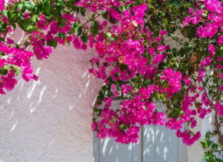 The surprising health benefits of paper flowers, unknown to many.