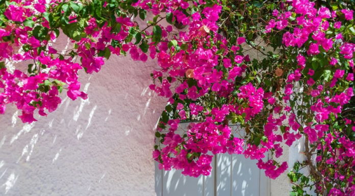 The surprising health benefits of paper flowers, unknown to many.