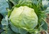 Relieve pain effectively by applying cabbage leaf before bed