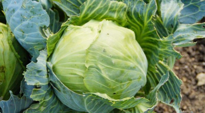 Relieve pain effectively by applying cabbage leaf before bed
