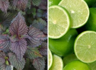 Ingredients to Add to Basil Water for Better Health