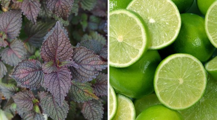 Ingredients to Add to Basil Water for Better Health