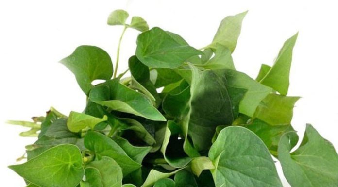 The Ultimate Skin-Boosting Recipe: Combine 2 Familiar Garden Leaves