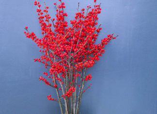 Rich people often grow these 3 types of flowers in the living room, bringing brightness and prosperity to their homes.