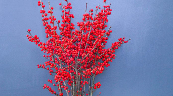 Rich people often grow these 3 types of flowers in the living room, bringing brightness and prosperity to their homes.