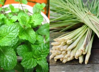 Secure a good night’s sleep without any mosquitoes by keeping this leaf by your bedside