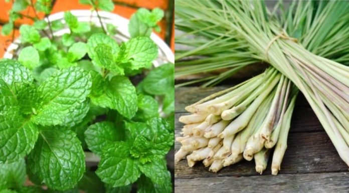 Secure a good night’s sleep without any mosquitoes by keeping this leaf by your bedside