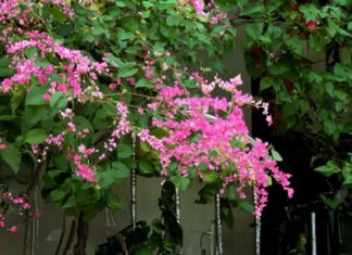 Should we plant tigon flowers, beautiful but melancholic, in front of our house?