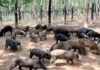 What is the definition of wild boar hybrid? Delicious dishes with wild boar bacon
