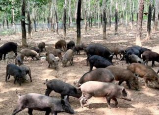 What is the definition of wild boar hybrid? Delicious dishes with wild boar bacon