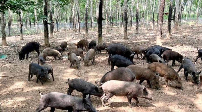 What is the definition of wild boar hybrid? Delicious dishes with wild boar bacon