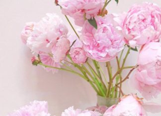 Quick and Easy Tips for Beautiful and Full-Bloomed Roses