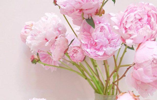 Quick and Easy Tips for Beautiful and Full-Bloomed Roses