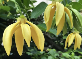 Should I plant a daisy at my doorstep?