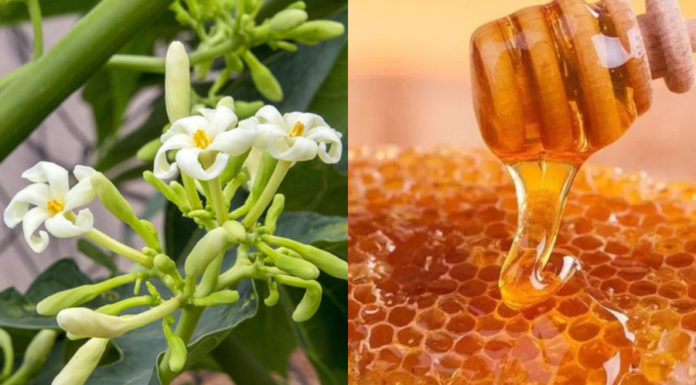 The Incredible Benefits of Soaking Papaya Flowers in Honey Daily