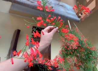 3 Flowering Plants that Blossom like Fireworks, Plant Now to Welcome Lucky Lunar New Year, Replace the Sound of Firecrackers with the Arrival of Prosperity