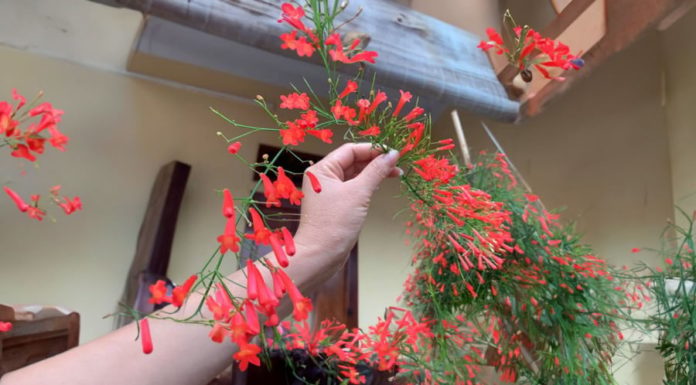 3 Flowering Plants that Blossom like Fireworks, Plant Now to Welcome Lucky Lunar New Year, Replace the Sound of Firecrackers with the Arrival of Prosperity