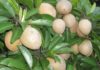 Pure Vietnamese Fruits: Never Imported, No Fear of Preservatives