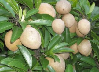 Pure Vietnamese Fruits: Never Imported, No Fear of Preservatives