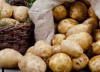 Buried potatoes in sand: A worry-free solution for a whole month, grab it now and apply.