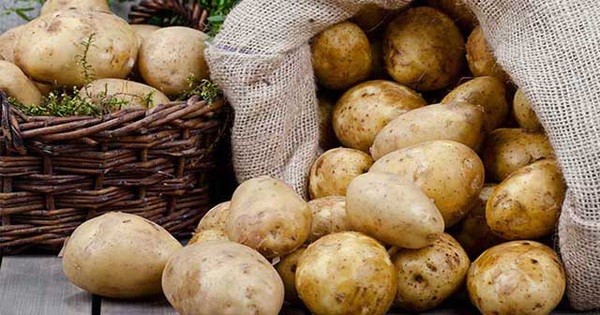 Buried potatoes in sand: A worry-free solution for a whole month, grab it now and apply.