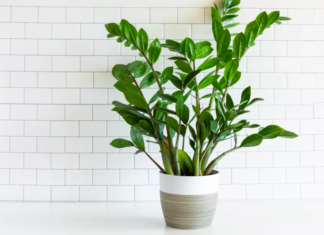 2 Easy Ways to Grow Money Trees: Just Use Leaves and Branches to Have a Thriving Green Plant, Boosting Prosperity