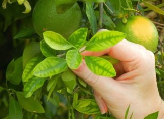 Type of leaf sold at $6 million/kg abroad, everyone in Vietnam’s garden has it, makes a refreshing liver drink