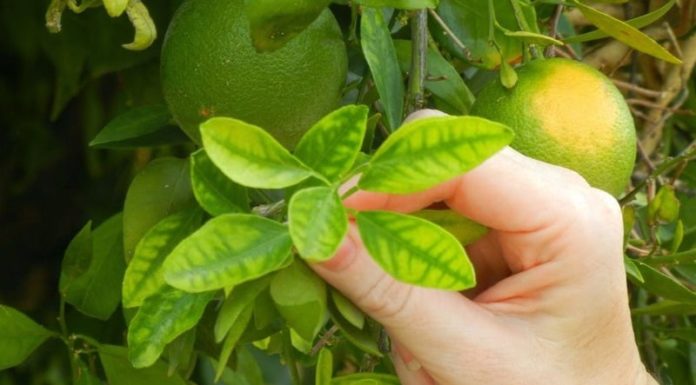 Type of leaf sold at $6 million/kg abroad, everyone in Vietnam’s garden has it, makes a refreshing liver drink