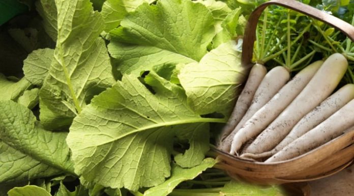 Eating Half a Pound of Vegetables Is Better Than 10 Ginseng Roots: Unknown to Many, It Is Thrown Away