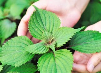 Japanese leaves on sale for 700 each, abundant in Vietnam, thousand of them in each bunch, numerous health benefits