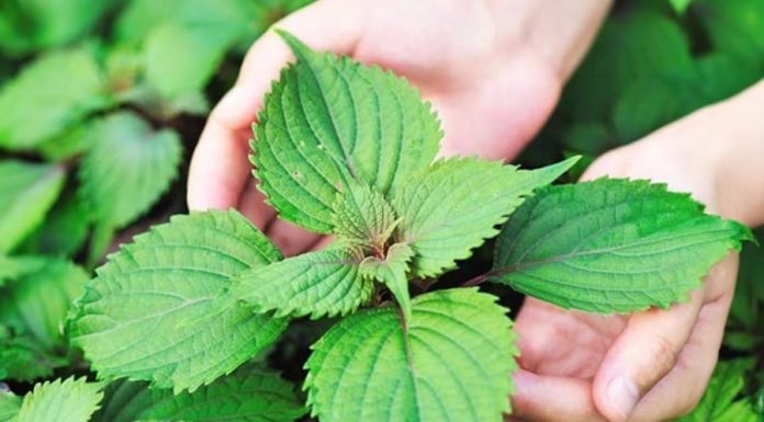 Japanese leaves on sale for 700 each, abundant in Vietnam, thousand of them in each bunch, numerous health benefits