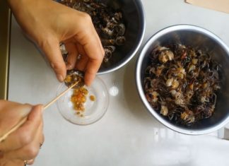 Why Do Sellers of Crab Often Add Salt When Grinding Crab: Important Point for Sisters to Note to Prevent Loss