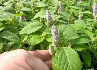 Avoid these common vegetables to enjoy delicious and nutritious chicken hotpot